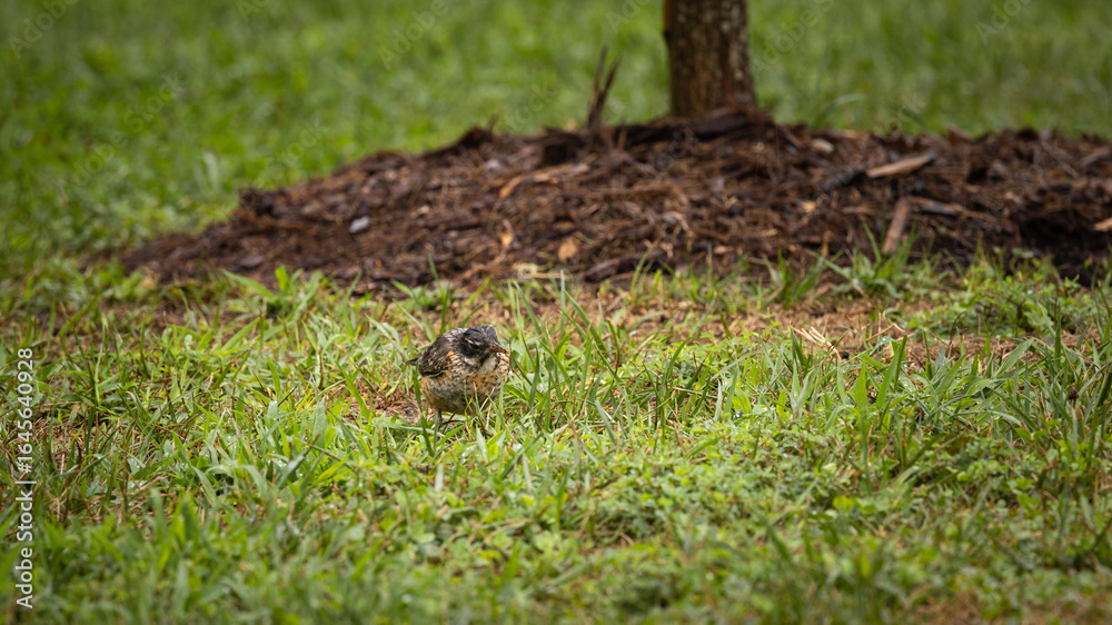 Obraz premium Bird in the grass feeding.