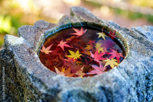 紅葉真っ盛りの金沢　日本三名園のひとつ兼六園