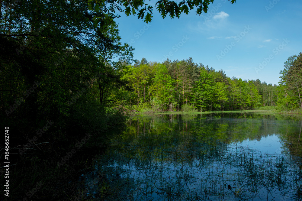 Obraz premium Spring panorama of a forest lake against a background of blue sky and distant mountains