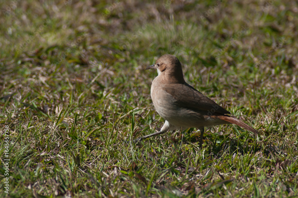 Obraz premium a small bird in the grass