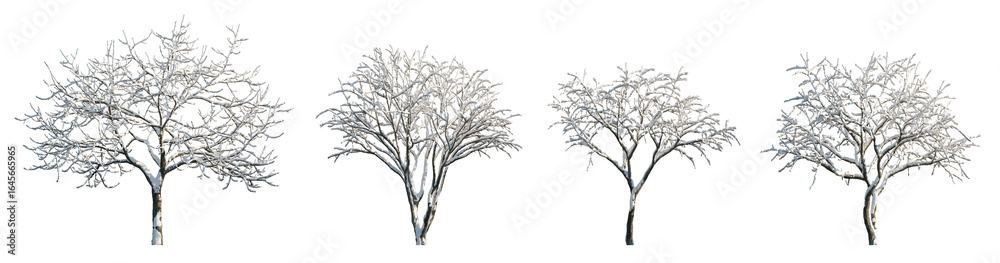 Fototapeta premium Snow-Laden Apple Tree Frosted Malus in winter season isolated png on a transparent background premium nature cutout