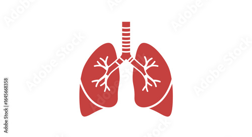 Human lungs illustration, medical diagram of respiratory system for health education