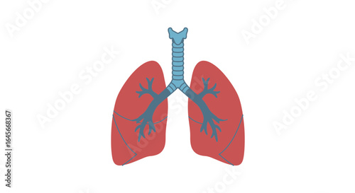 Human respiratory system lungs illustration for medical, educational, and health-related concepts