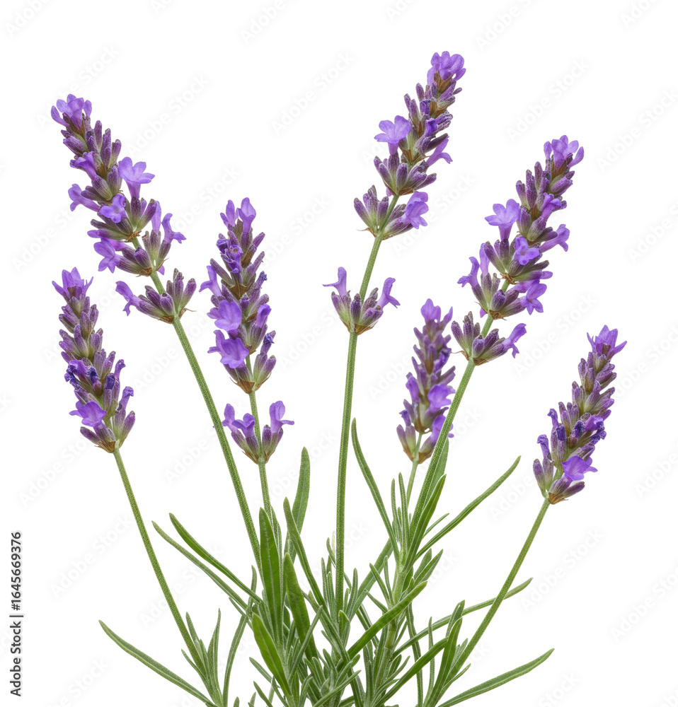 Obraz premium Lavender plant display botanical garden floral bright aromatic herb. Cut out png