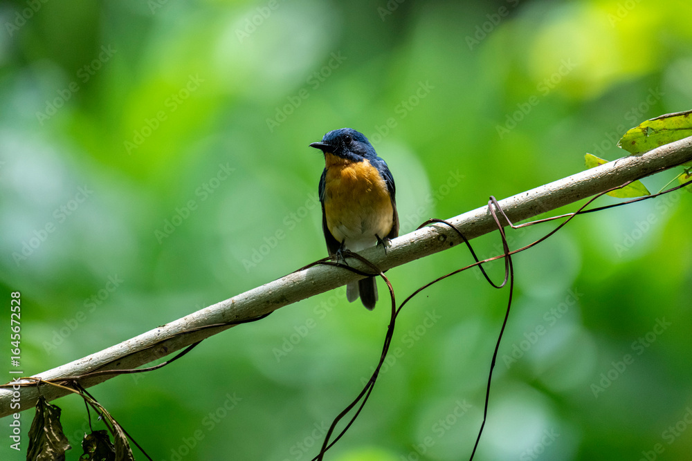 Fototapeta premium Tickell's blue flycatcher perched on a tree branch in a nice blurred green back ground.