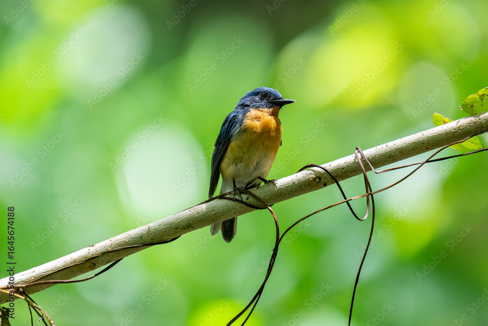 Fototapeta premium Tickell's blue flycatcher perched on a tree branch in a nice blurred green back ground.