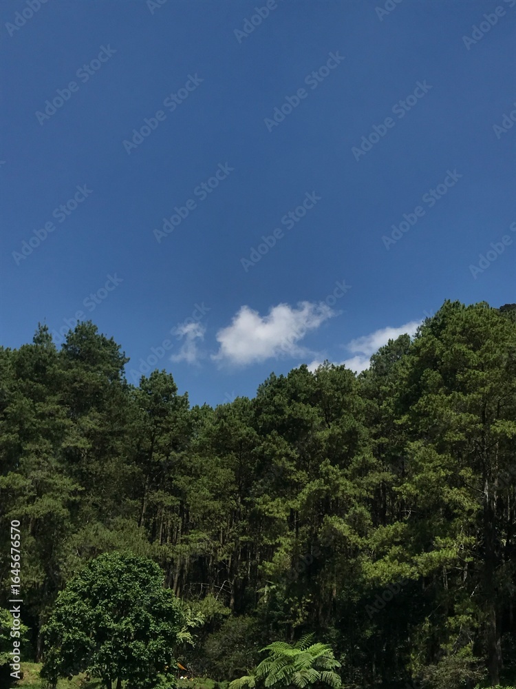 forest and sky forest and sky
