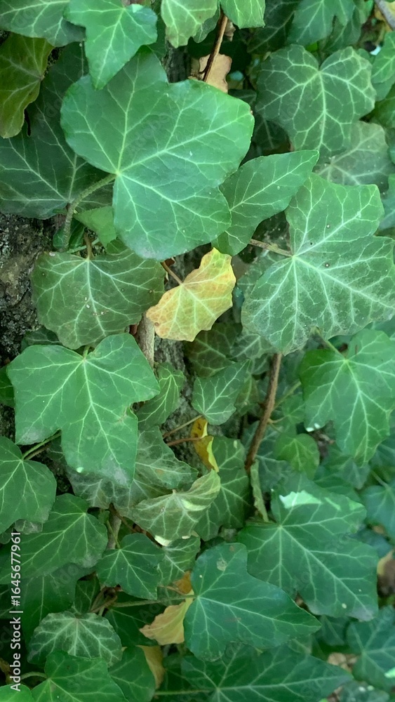 Fototapeta premium Lush green ivy leaves overlay a textured surface, showcasing various shades of green and a hint of yellow. This vibrant greenery flourishes in a garden setting under bright sunlight