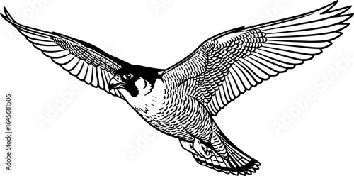 Falcon clip art preview