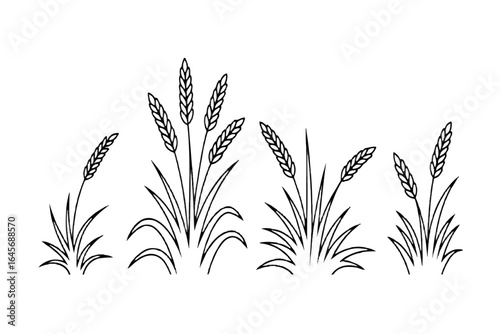 Set of black and white line art wheat sheaf illustrations. Vector graphic of cereal grain stalks with leaves isolated on a white background for farm design.