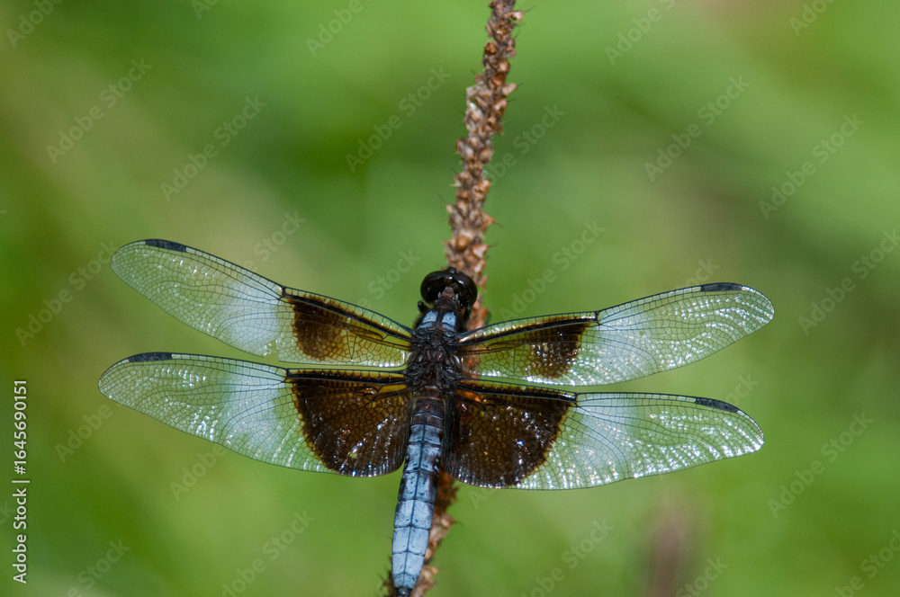 Widow Skimmer Dragonfly perched on a piece of foliage Widow Skimmer Dragonfly perched on a piece of foliage