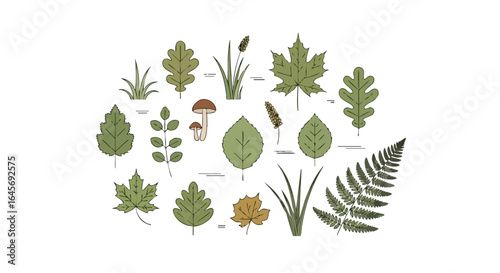 Vector collection of forest leaves and plants.