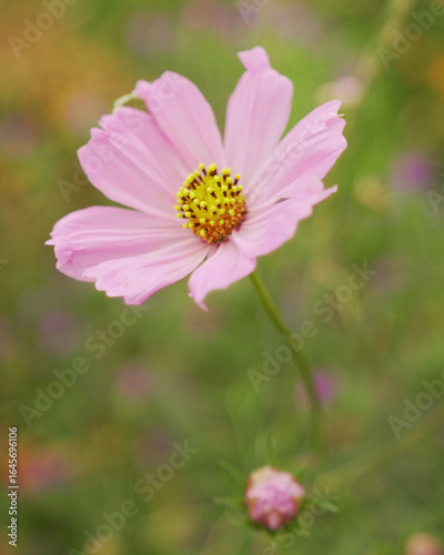 flower, pink, nature, plant, garden