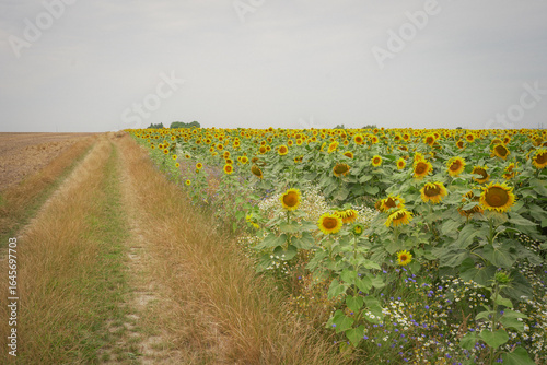field, flower, landscape, sky, sunflower, nature