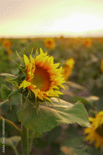 field, flower, landscape, sky, sunflower