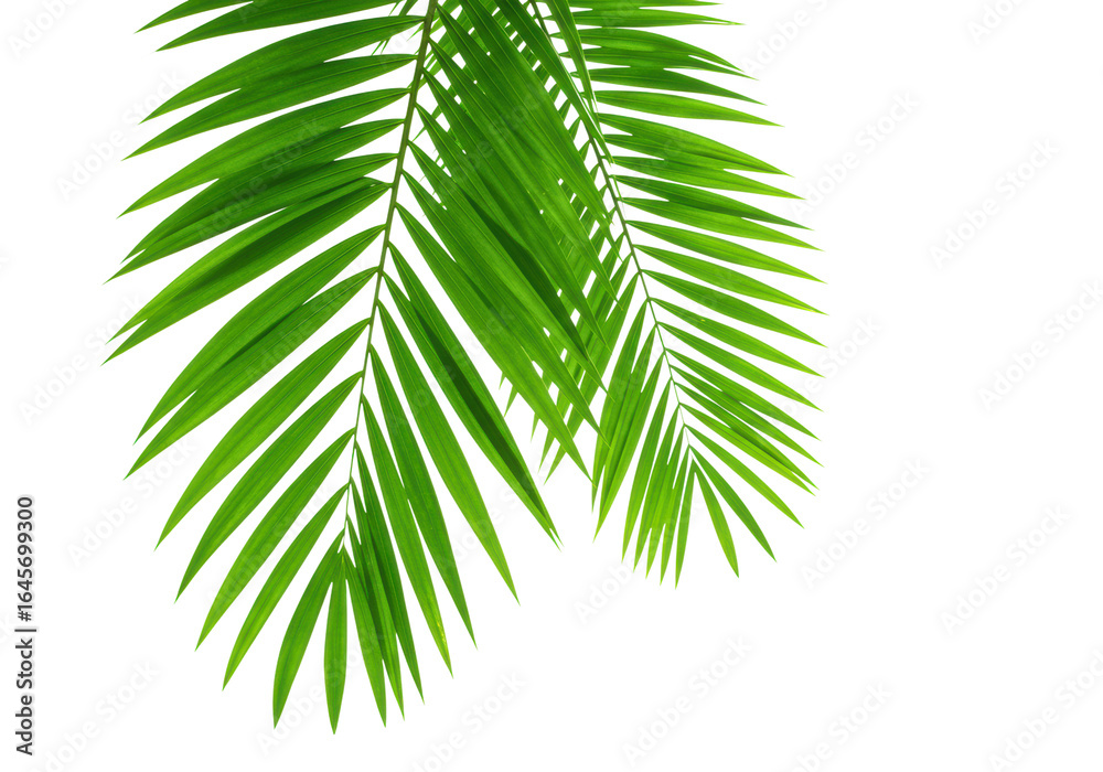 Vibrant green palm leaves nature freshness natural beauty. Cut out png Vibrant green palm leaves nature freshness natural beauty. Cut out png