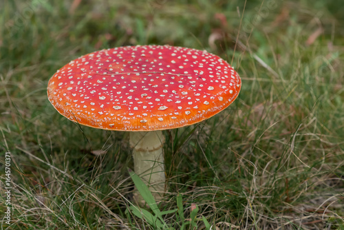 фотографія fly agaric mushroom in forest