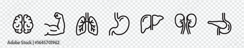 Human Organs and Body Parts Icons Set