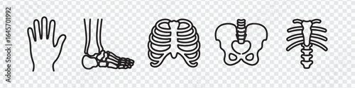 Human Body Skeleton Icons Collection