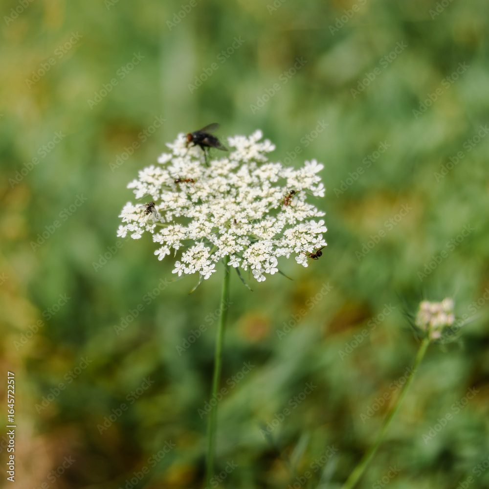 Obraz premium Bugs on a flower
