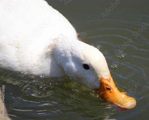 American white pekin duck in water