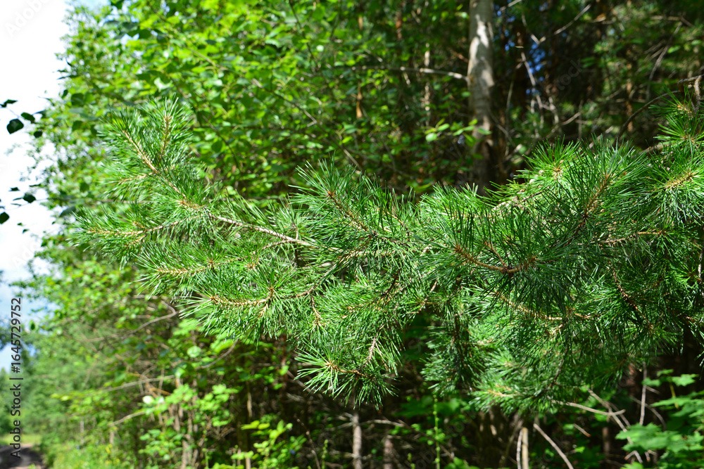 Obraz premium Close-up of pine tree branch with fresh green needles in forest