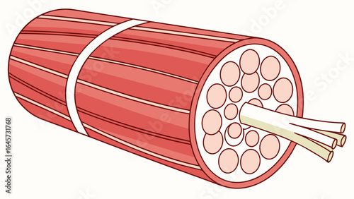 Cartoon Illustration of a Muscle Fiber Bundle with Tendons.