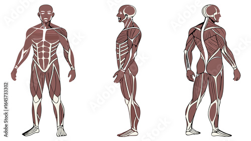 Detailed Anatomical Illustration of Male Muscular System Front Side and Back Views.