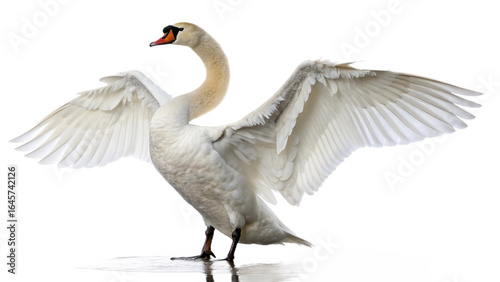 swan, isolated transparent background