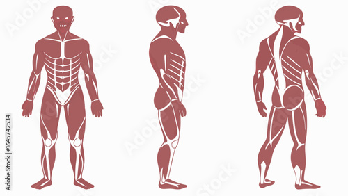 Male Muscular System Anatomy Diagram Front Side and Back Views.