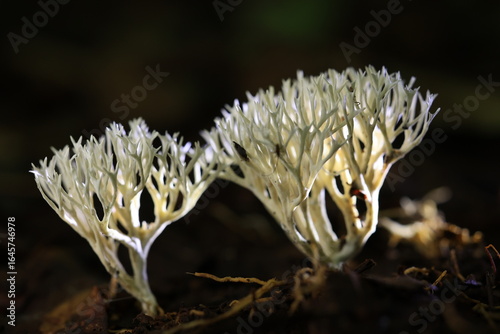 Photos Coral fungi  (Scytinopogon angulisporus) 
Phu Hin Rong Kla national park ,Thaila
