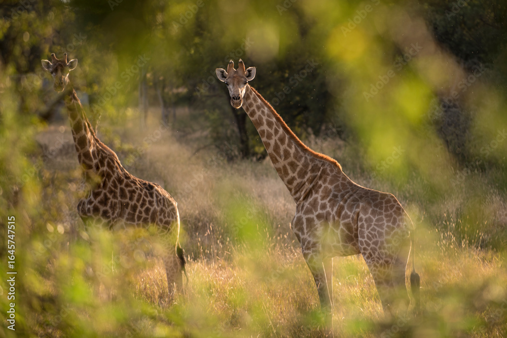 Fototapeta premium Giraffe in grass land South Africa