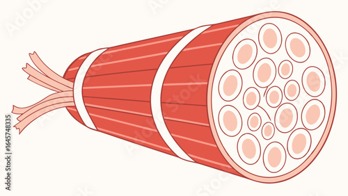 Vector Illustration of a Muscle Fiber Structure.