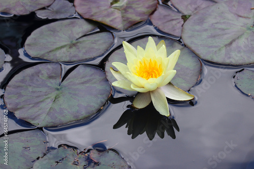 Pale yellow water lily on the surface of the water