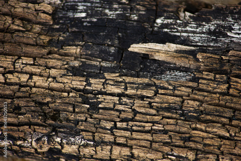 Fototapeta premium Macro of a cracked and burnt tree bark texture. Abstract background of charcoal and wood. Concept of destruction and resilience