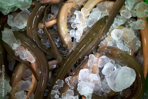 Belut Sawah, Monopterus albus, eel on ice box in the supermarket