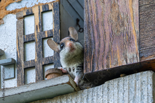 Weiblicher Gartenschläfer schaut  von einem Fenster herab