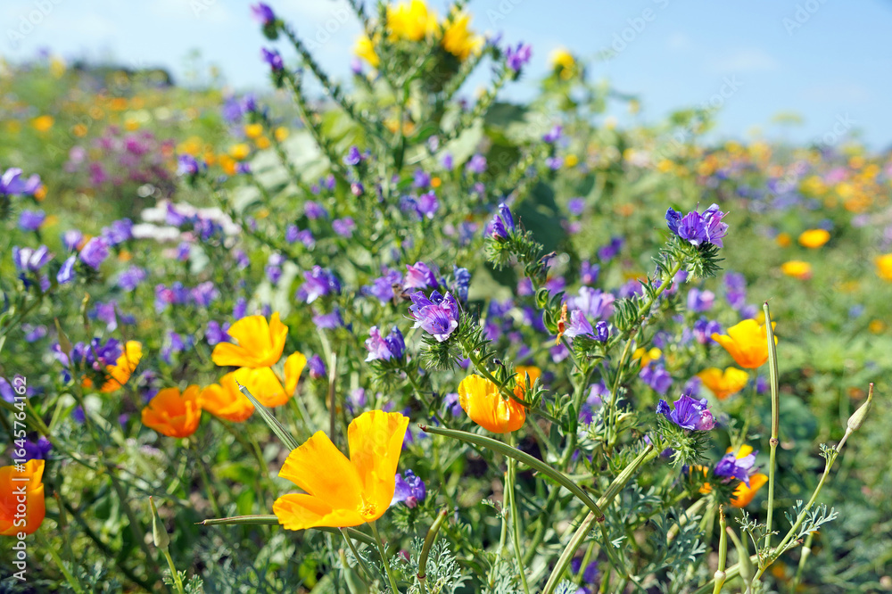 Obraz premium California Poppies growing with Purple Viper's Bugloss, Derbyshire England 