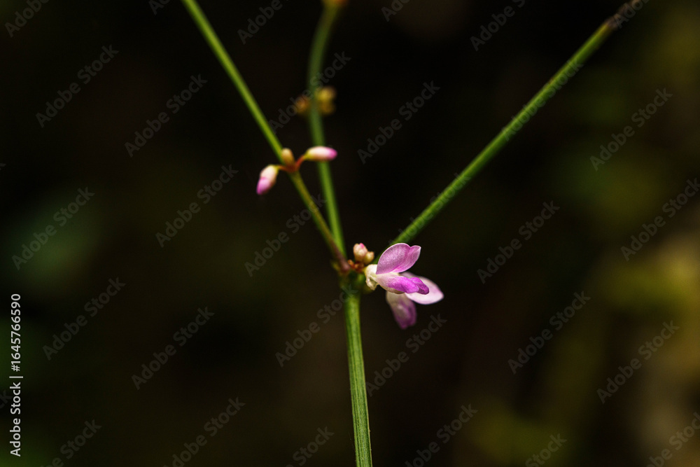Obraz premium 木陰でひっそりと咲くミズヒキの花
