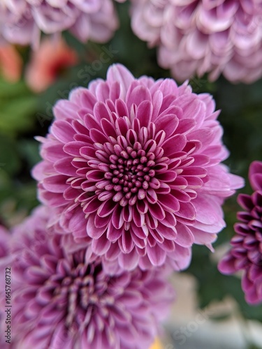Close-up of a vibrant purple chrysanthemum with layered petals, subtle color shifts, and a blurred floral background highlighting its natural beauty and symmetry.