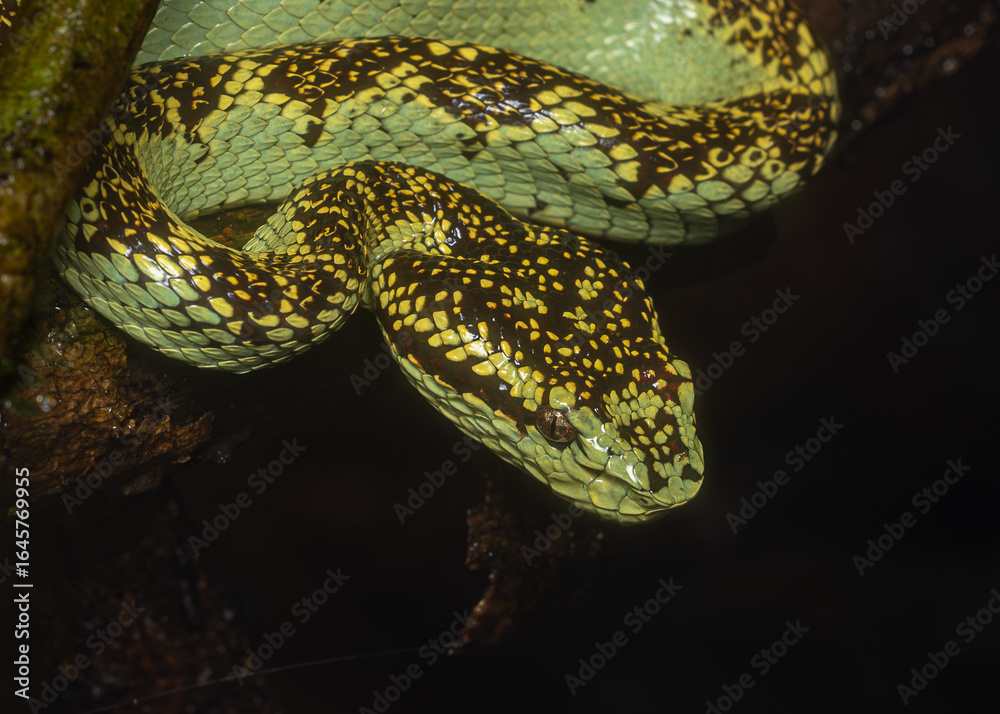 Obraz premium Closeup macro of Malaber pit viper, Amboli, Western Ghats, India