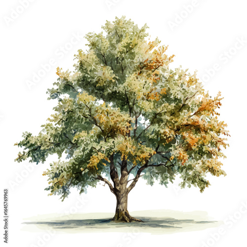 Alder Tree, watercolor painting, vector illustration, isolated on a white background.