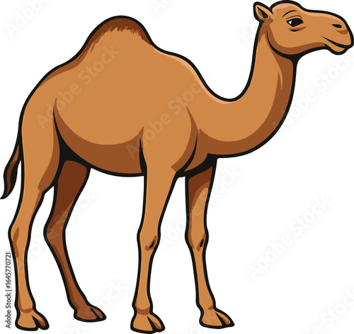 camel vector illustration