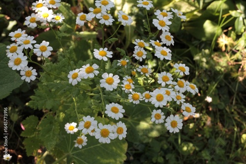 camomille
