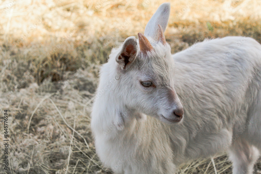 Fototapeta premium White goat standing in sunny field