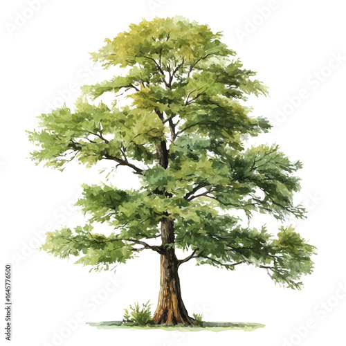 Bald Cypress Tree in watercolor style, vector illustration, isolated on white background.