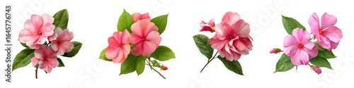 Set of impatiens flower isolated on transparent background.