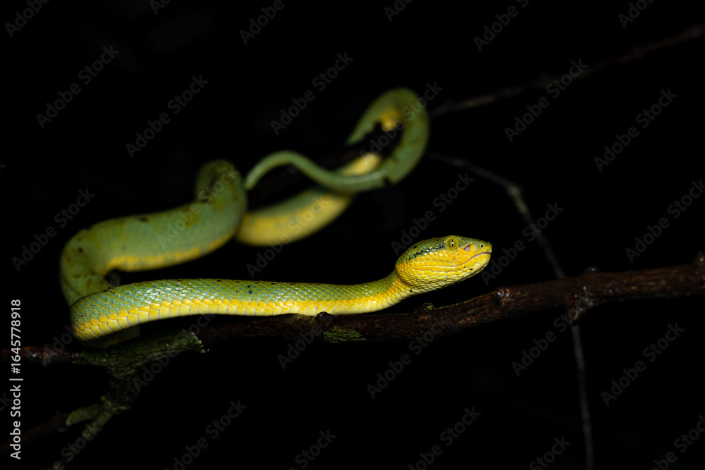 Obraz premium Closeup, macro shot of Bamboo pit viper, Snake, Matheran, Western ghats, India