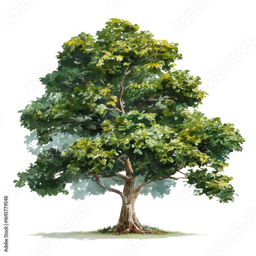 Teak Tree, watercolor painting, vector illustration, isolated on a white background.