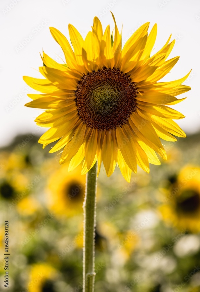 Obraz premium Vibrant Sunflower Bloom